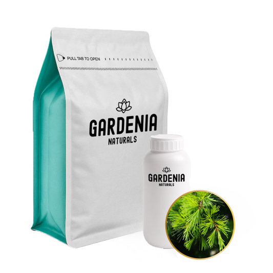 Cedarwood Himalayan Essential Oil – Earthy Himalayan Cedarwood for Meditation and Focus