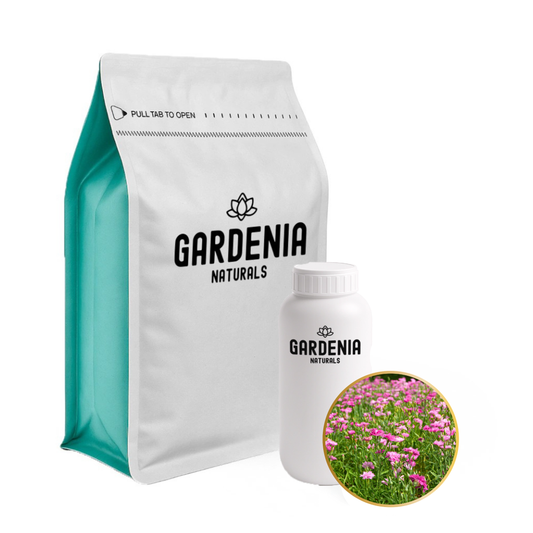 Dianthus Fragrance END OF LINE SALE Spicy Floral CloveLike Scent for Classic Elegance - Natural ingredient for professional and DIY cosmetic use